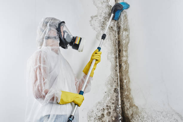 Best Certified Mold Removal  in Fairmont, IL