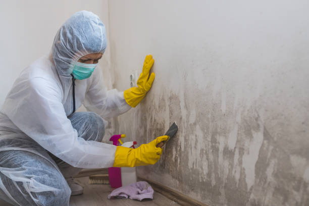Best Emergency Mold Removal  in Fairmont, IL