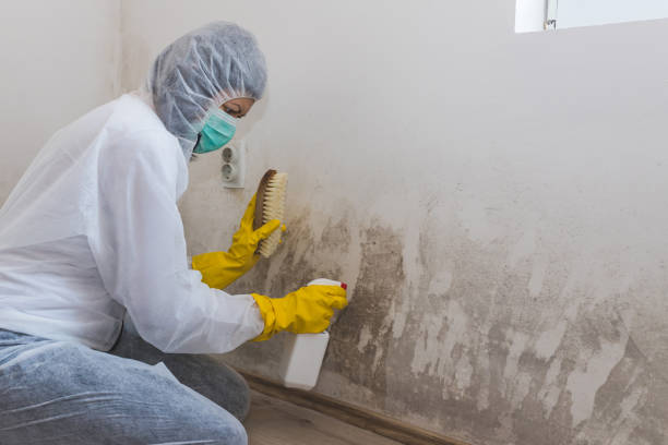 Best Black Mold Removal  in Fairmont, IL
