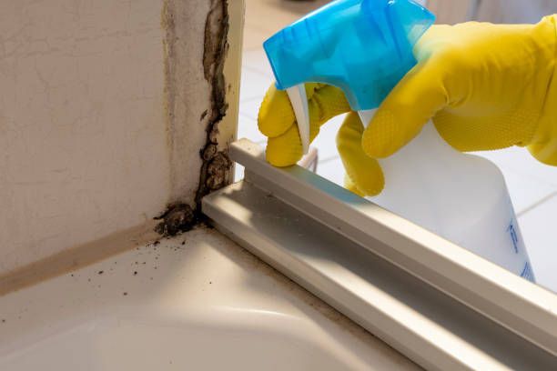 Best Best Mold Removal Companies  in Fairmont, IL