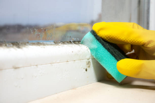 Best Same-Day Mold Removal  in Fairmont, IL
