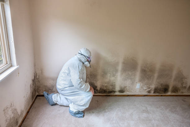 Reliable Fairmont, IL Mold Removal Solutions