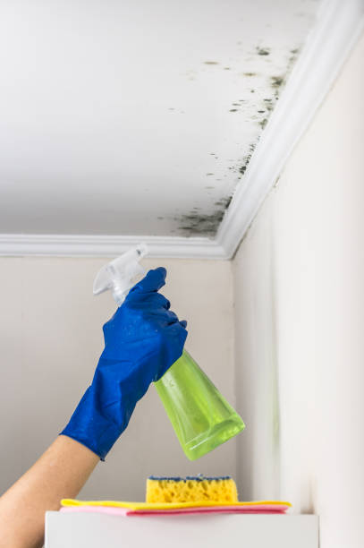 Best Affordable Mold Removal  in Fairmont, IL