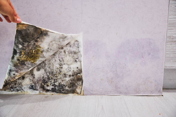 Best Mold Removal Company Near Me  in Fairmont, IL